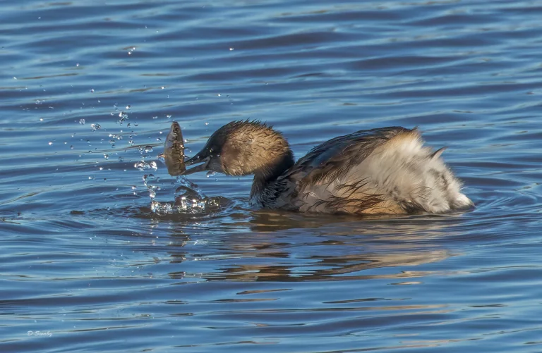 Little Grebe