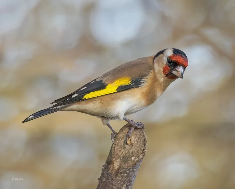 Bird Gallery 2022