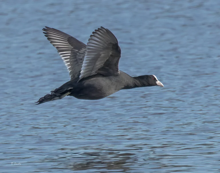 Coot