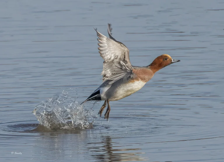 Wigeon