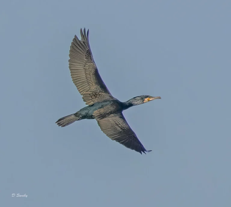 Cormorant
