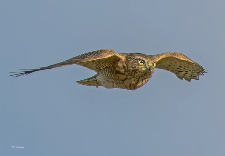 Bird Gallery 2022