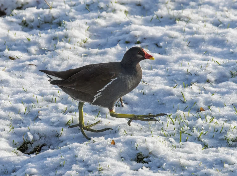 Moorhen