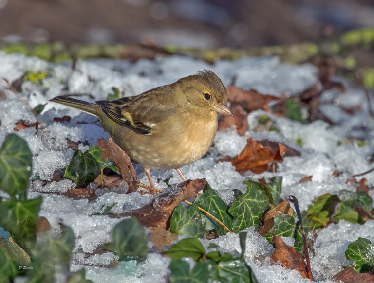 Chaffinch