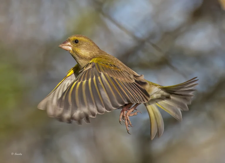 Bird Gallery 2022