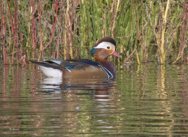 Bird Gallery 2022