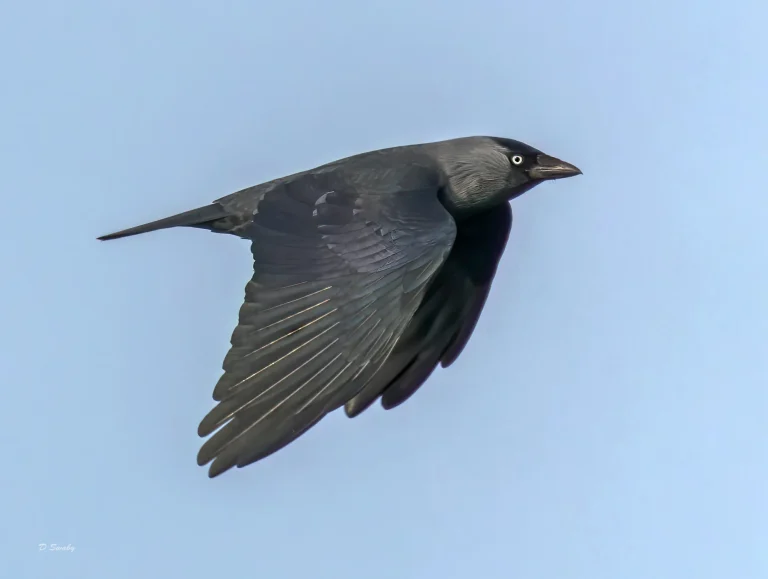 Jackdaw