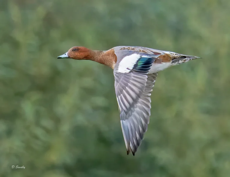 Bird Gallery 2022