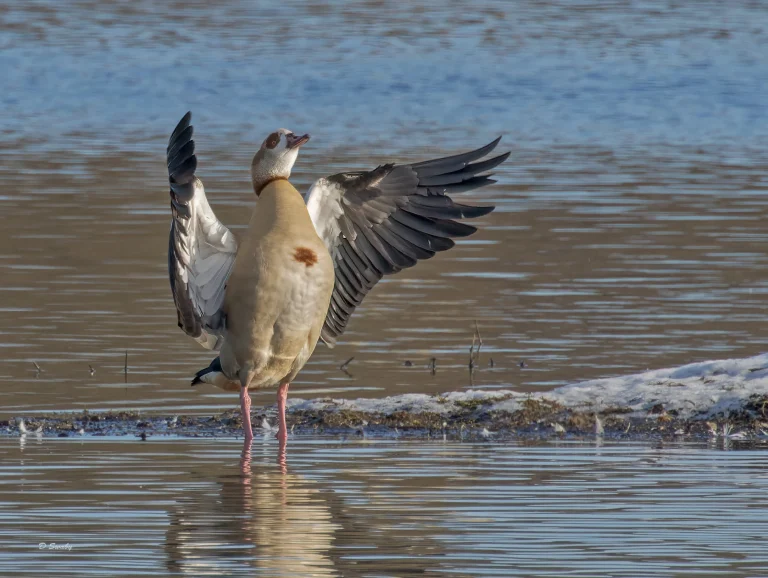Egyptian Goose