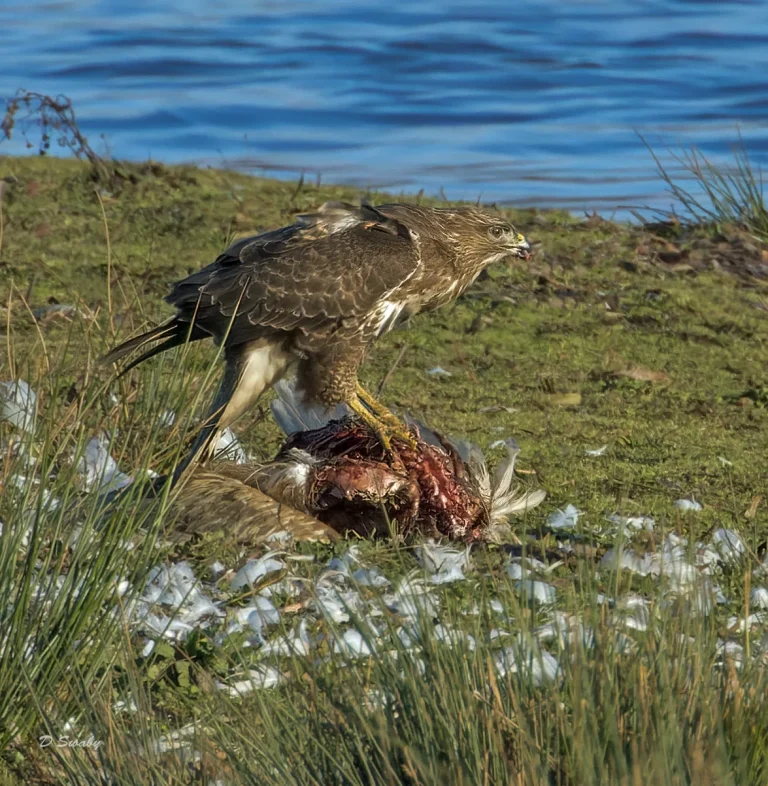 Bird Gallery 2022