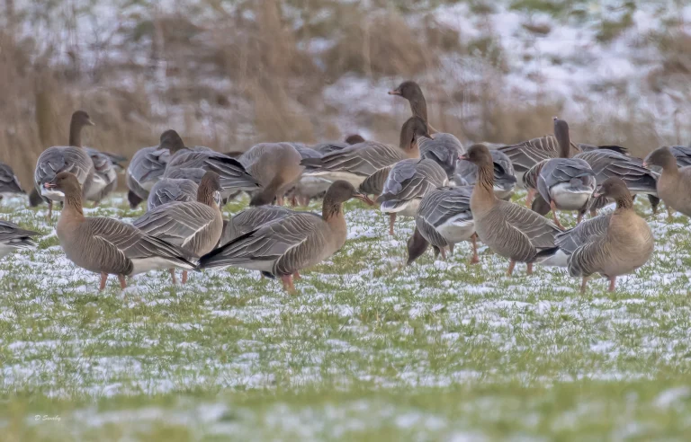 Pink Footed Geese