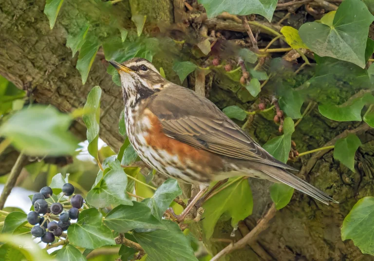 Redwing