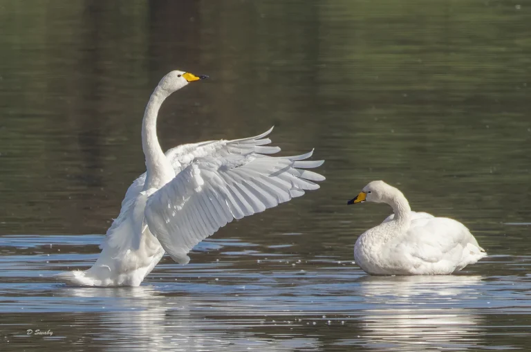 Bird Gallery 2022