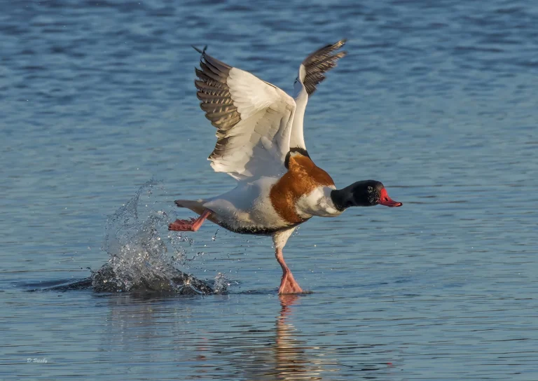 Bird Gallery 2022