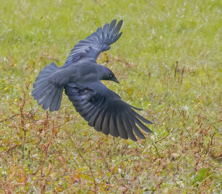 Bird Gallery 2022