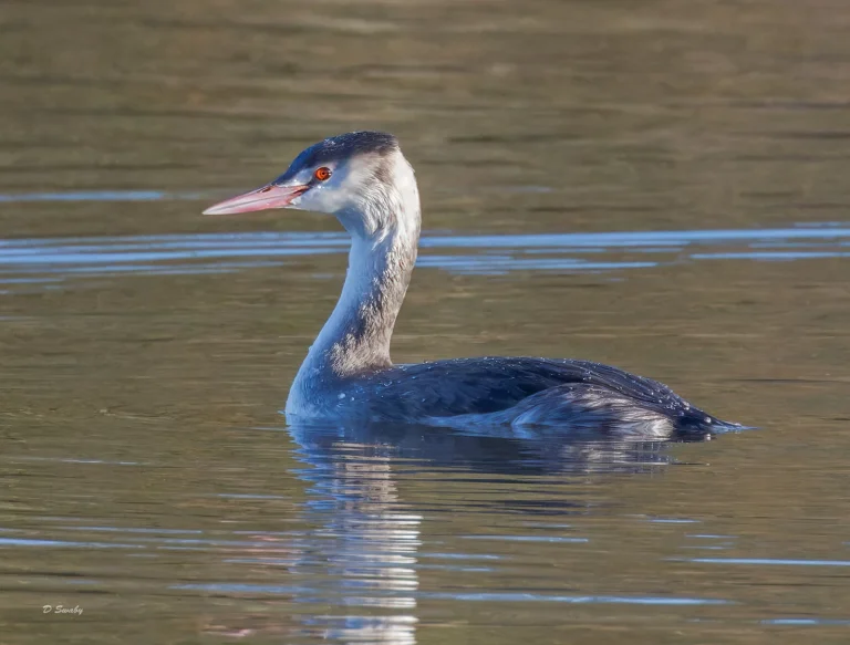 Bird Gallery 2022