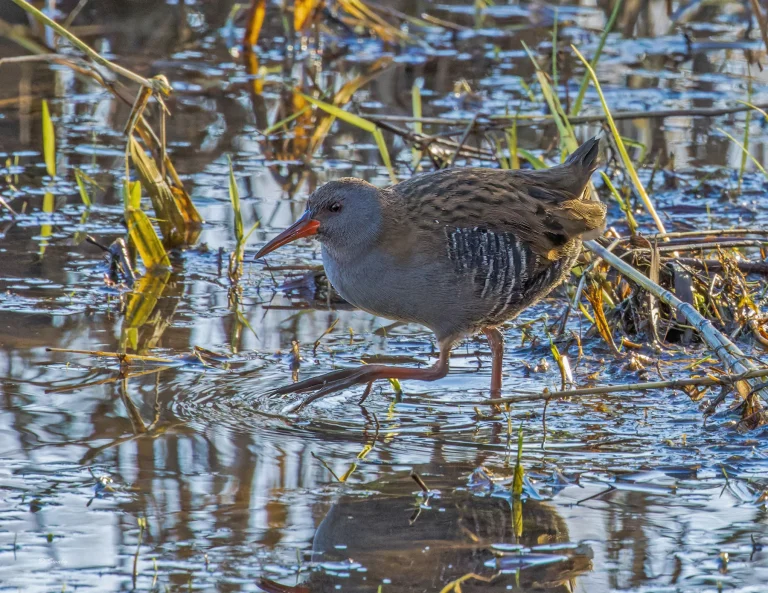 Water Rail