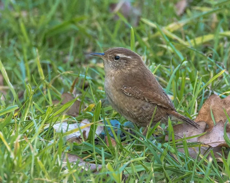 Wren