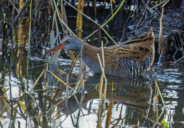 Bird Gallery 2022