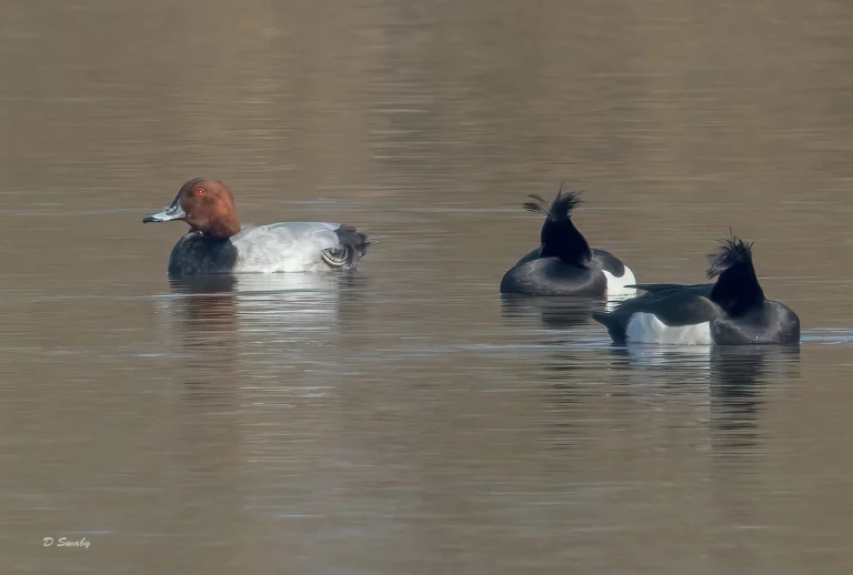 Pochard