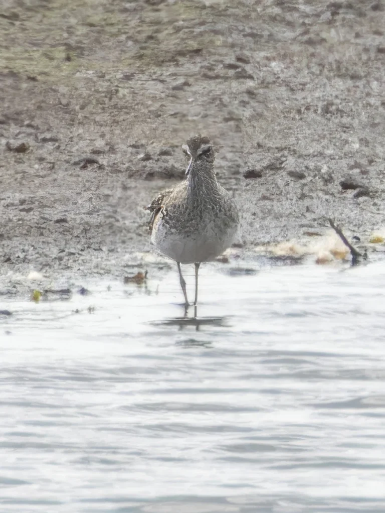 Wood Sandpiper