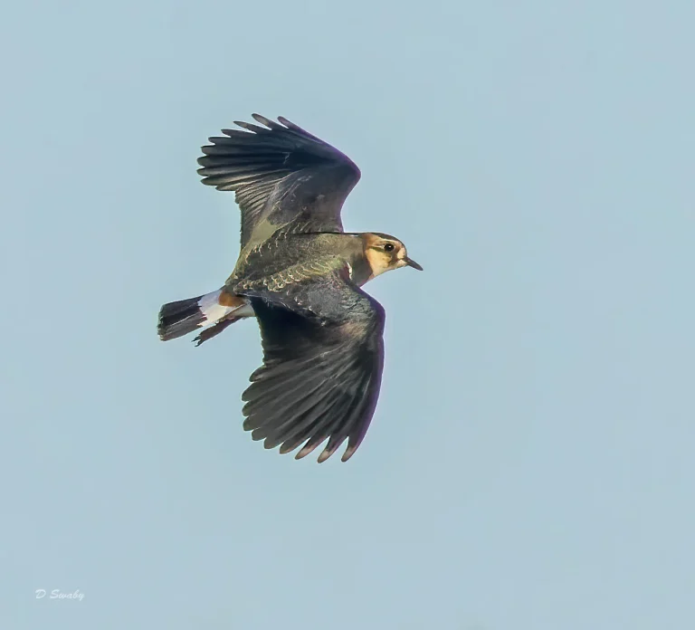 Bird Gallery 2022