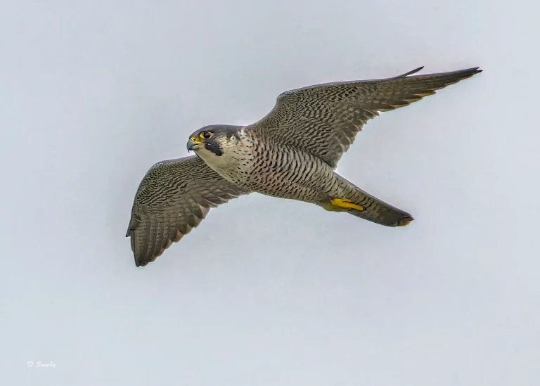 Bird Gallery 2022