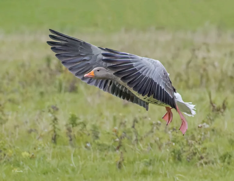 Bird Gallery 2022
