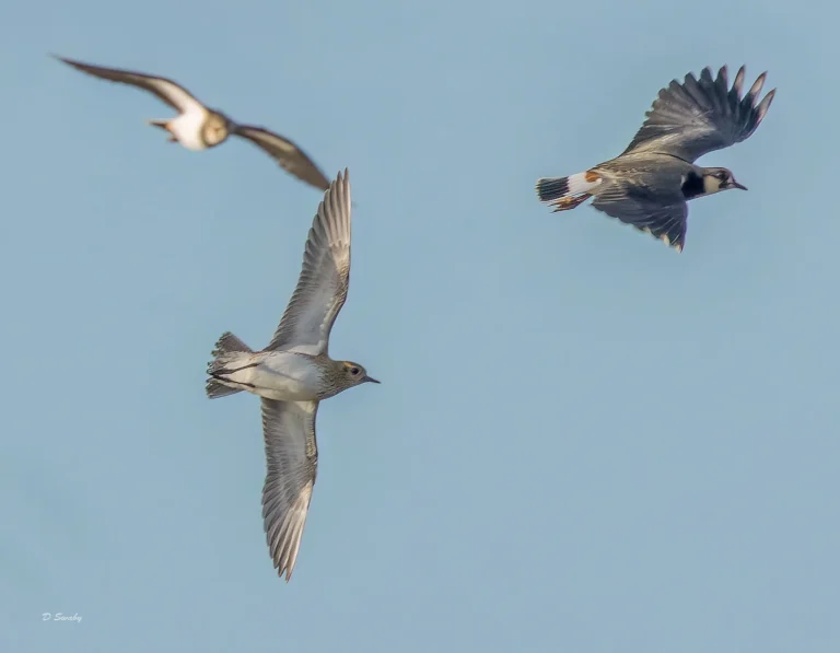 Bird Gallery 2022