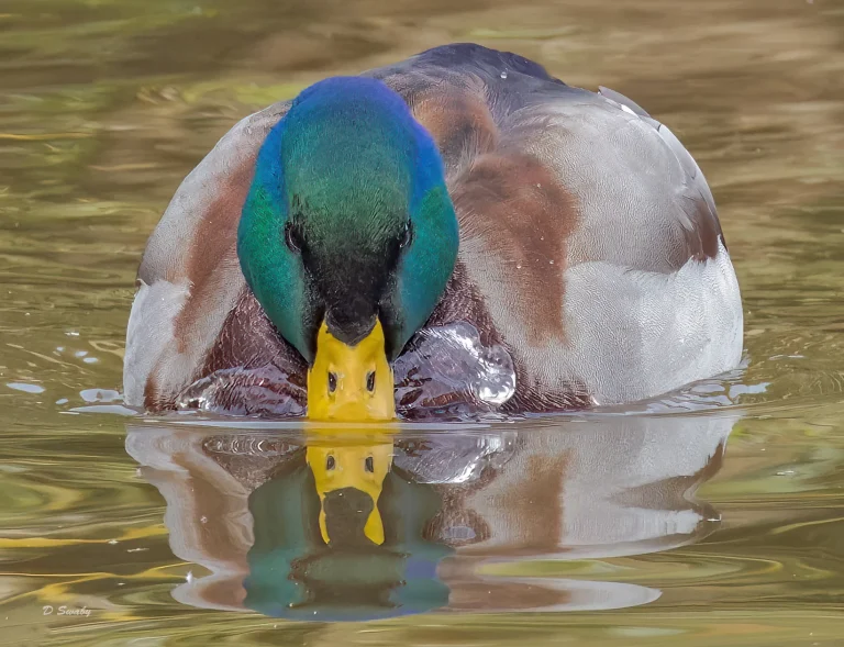Bird Gallery 2022