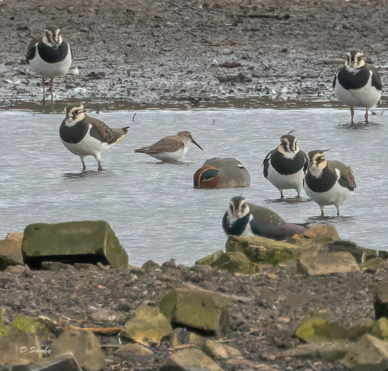 Dunlin