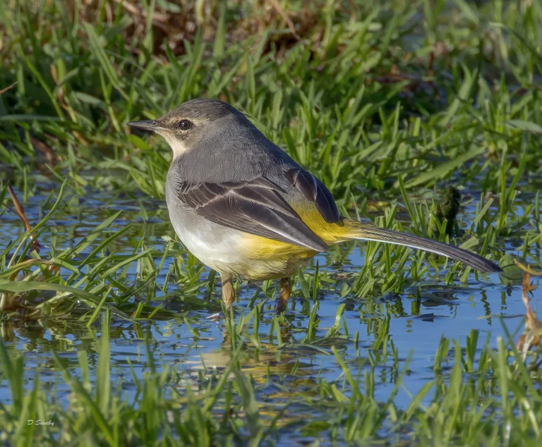 Bird Gallery 2022
