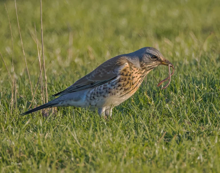 Fieldfare