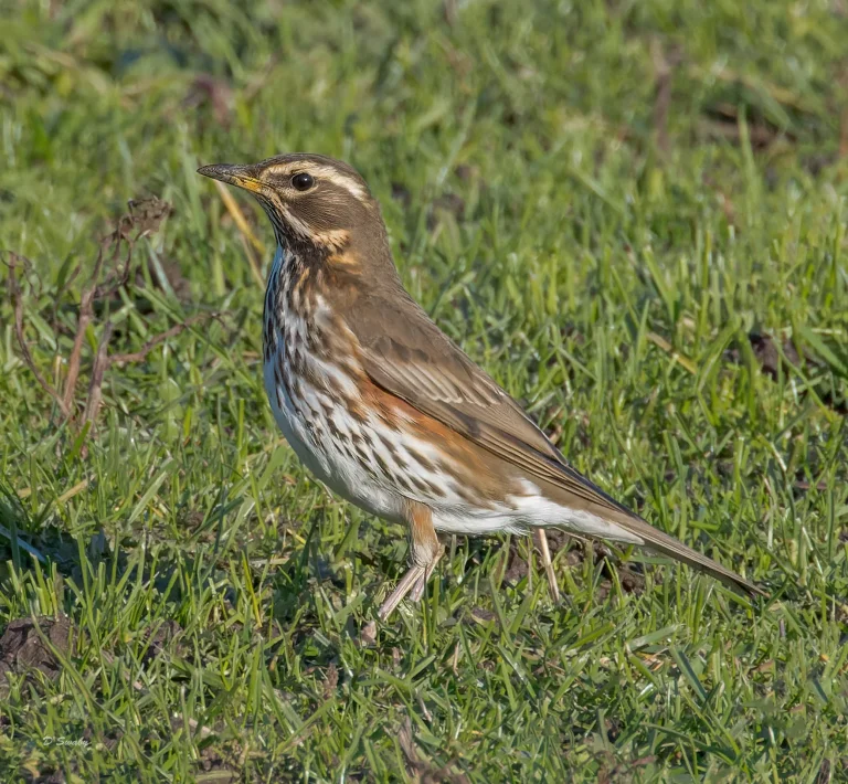 Bird Gallery 2022