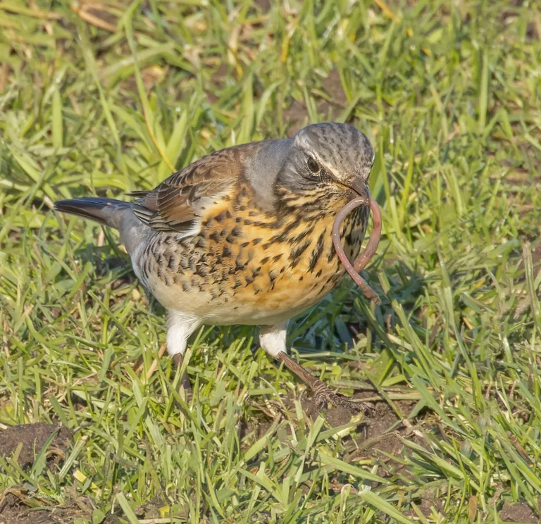 Bird Gallery 2022