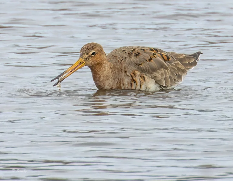 Black Tailed Godwit