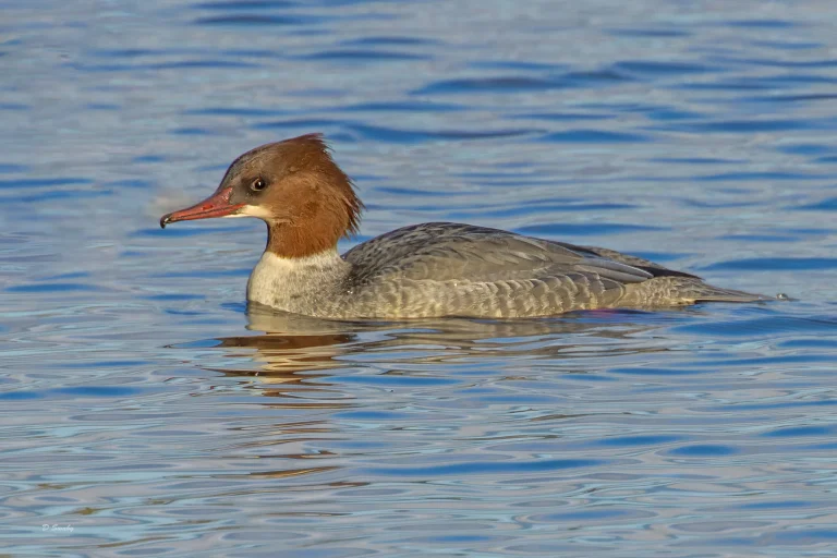 Bird Gallery 2022