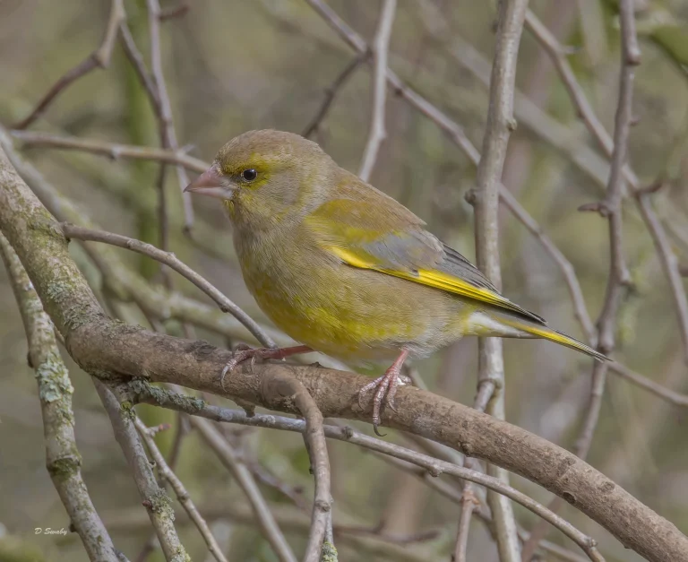 Greenfinch