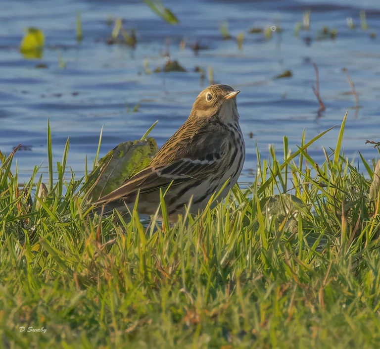 Bird Gallery 2022