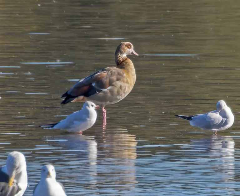 Bird Gallery 2022