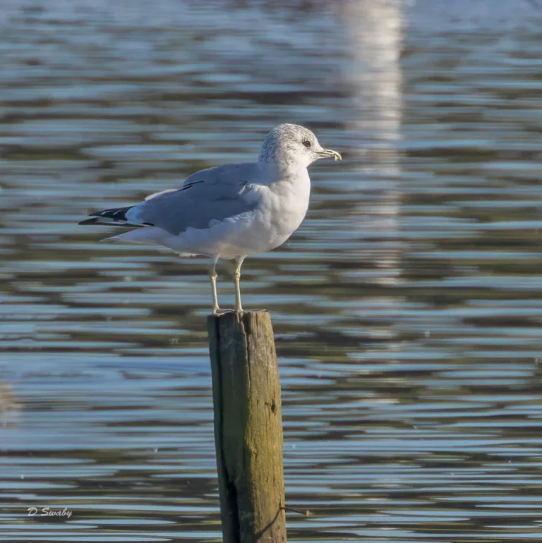 Bird Gallery 2022