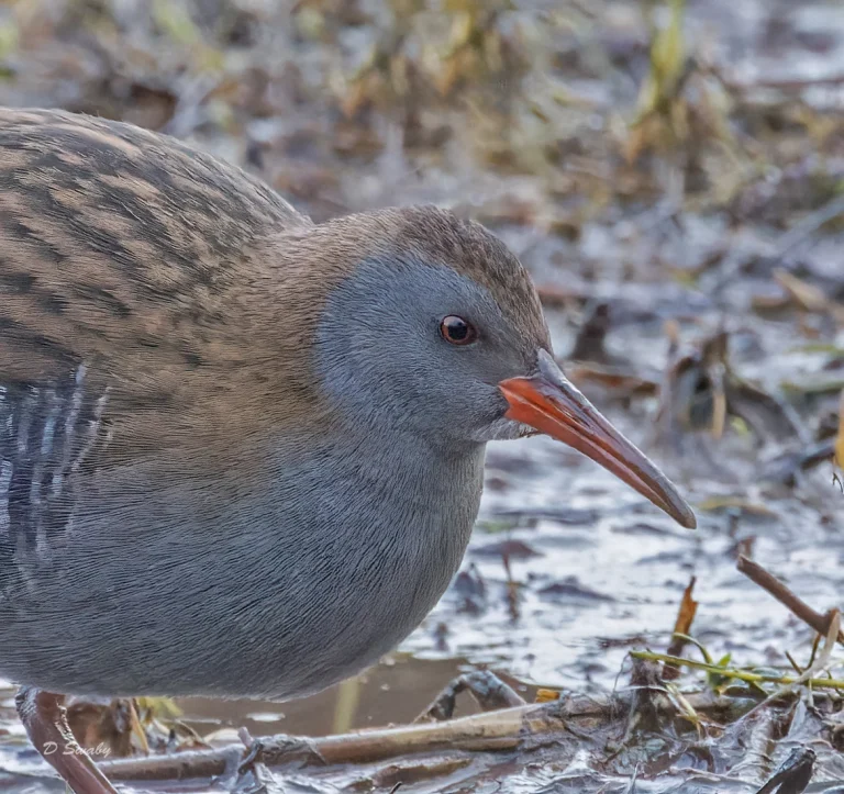 Water Rail