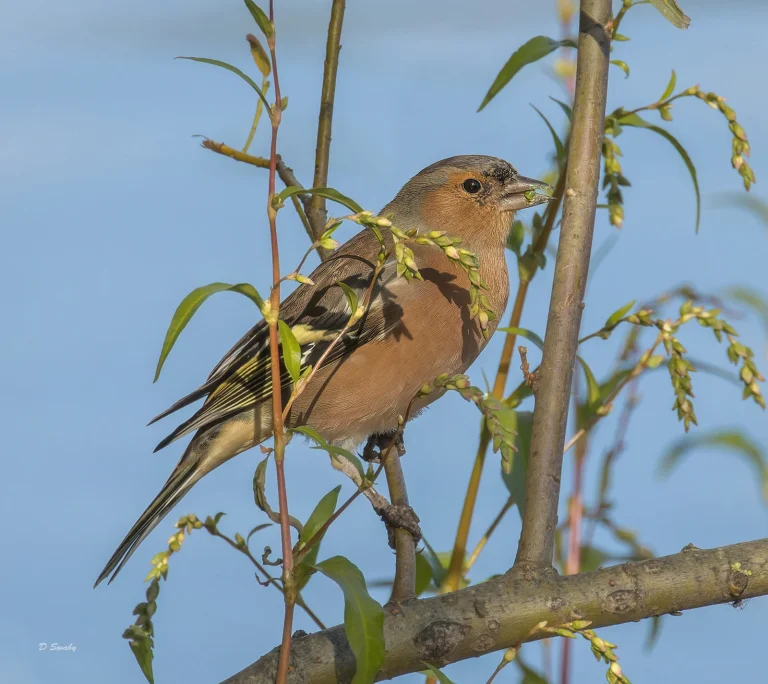 Bird Gallery 2022