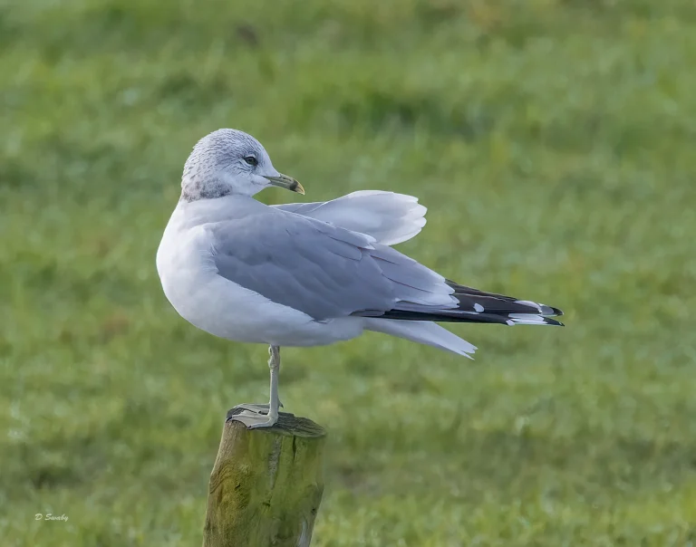 Bird Gallery 2022