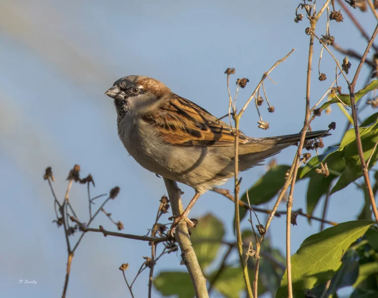 House Sparrow