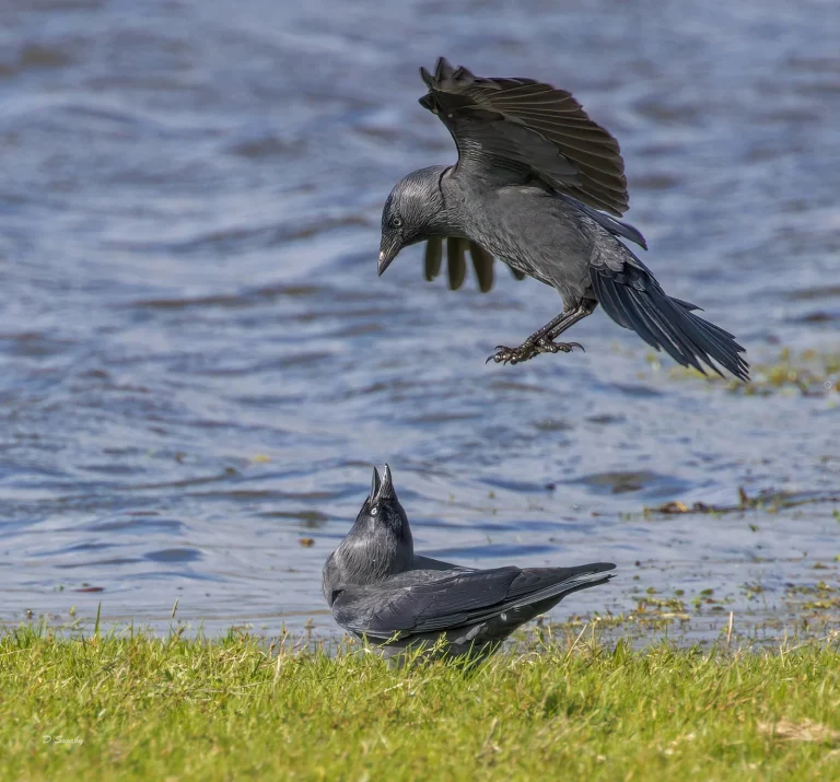 Bird Gallery 2022