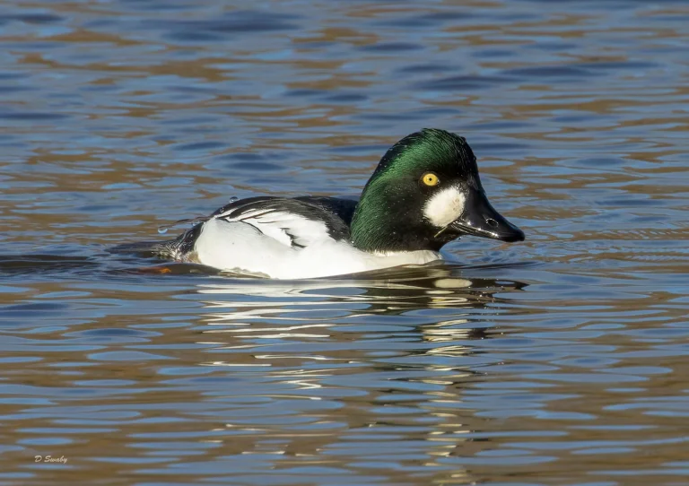 Bird Gallery 2022