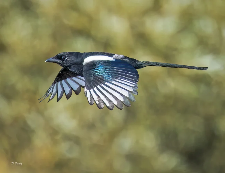 Bird Gallery 2022