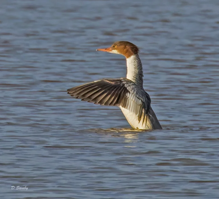 Goosander