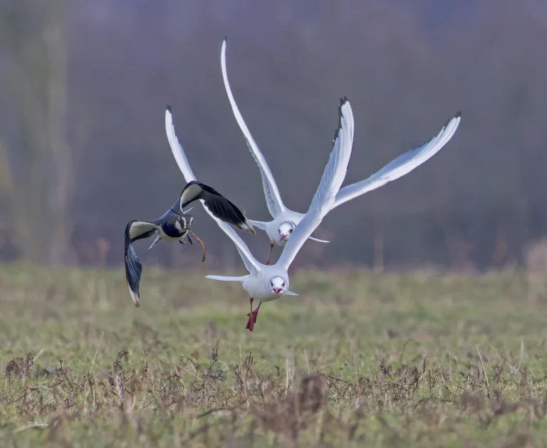 Black Headed Gulls stealing worm off Lapwing